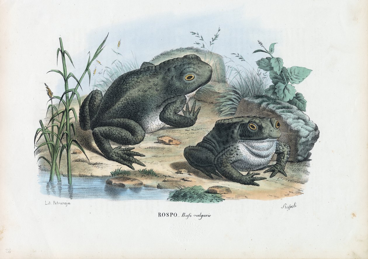 कॉमन टॉड, 1863-79 द्वारा रायमुंडो पेट्रारोइया