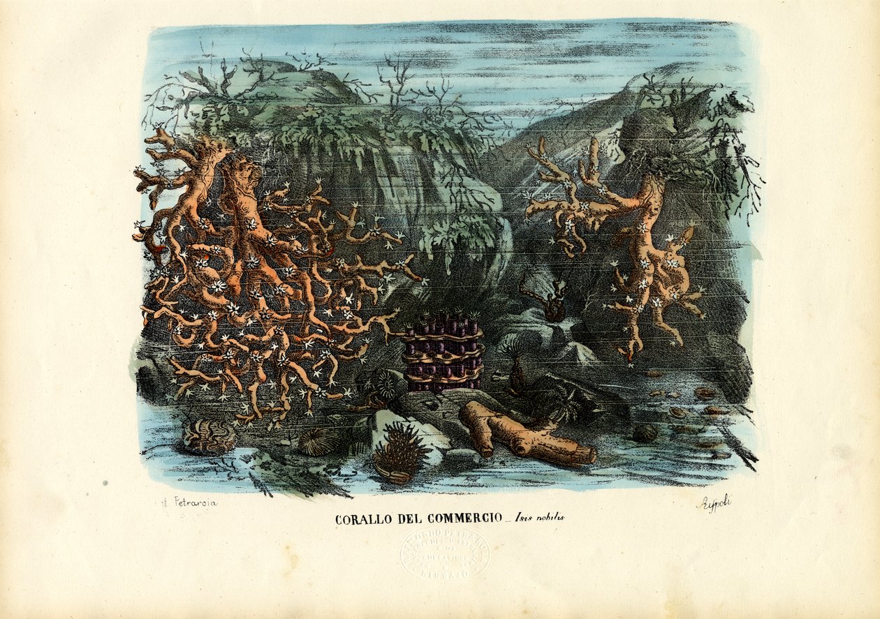 कोरल, 1863-79 द्वारा रायमुंडो पेट्रारोइया