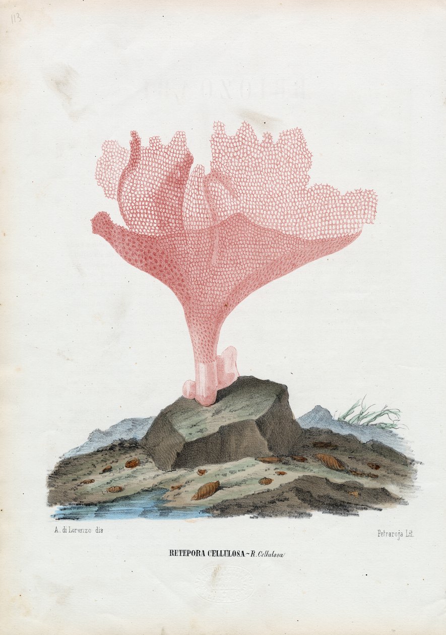कोरल, 1863-79 द्वारा रायमुंडो पेट्रारोइया