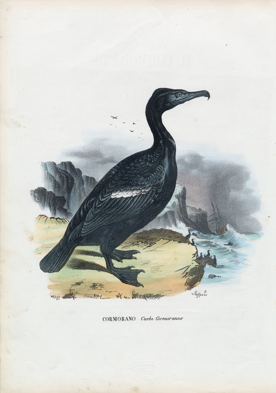 कॉर्मोरेंट, 1863-79 द्वारा रायमुंडो पेट्रारोइया