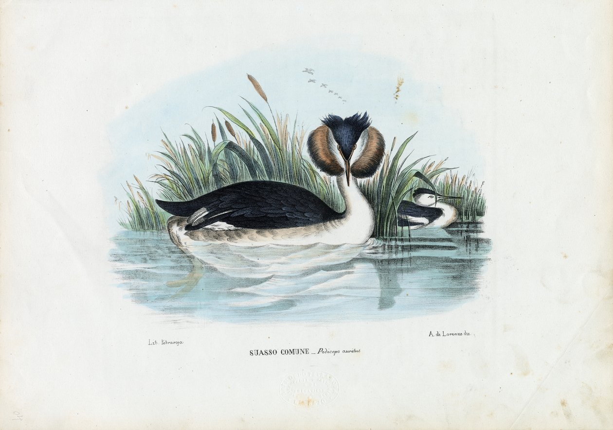 क्रेस्टेड ग्रीबे, 1863-79 द्वारा रायमुंडो पेट्रारोइया