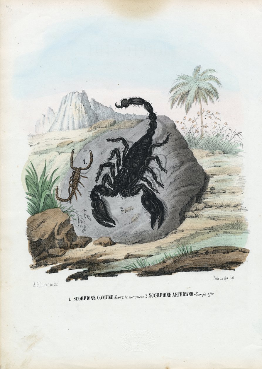 क्रस्टेशियंस, 1863-79 द्वारा रायमुंडो पेट्रारोइया