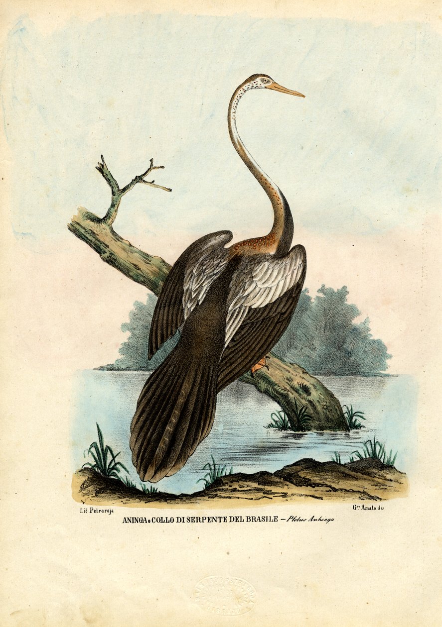 डार्टर, 1863-79 द्वारा रायमुंडो पेट्रारोइया