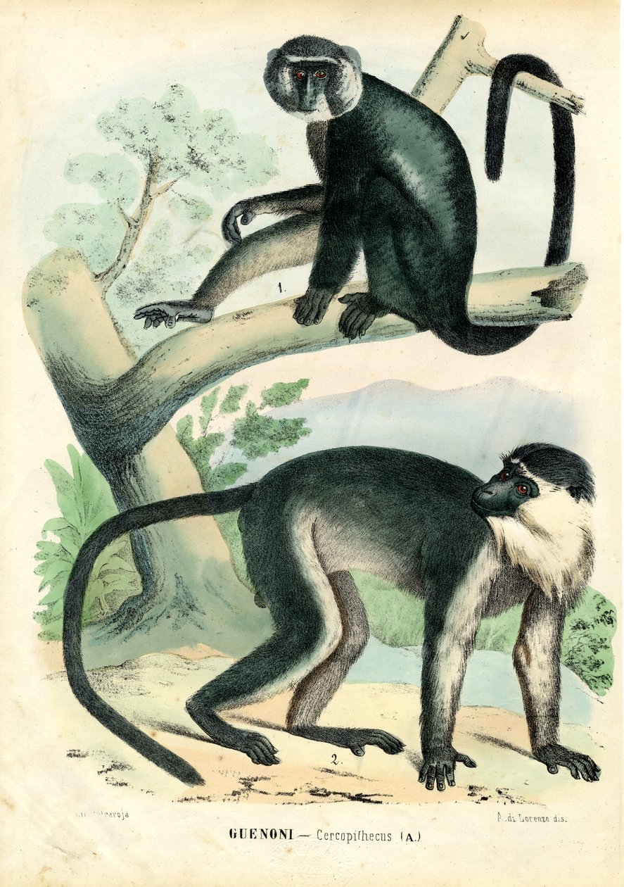 डायना बंदर, 1863-79 द्वारा रायमुंडो पेट्रारोइया