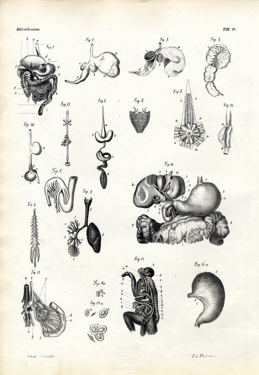 पाचन अंगों, 1863-79 द्वारा रायमुंडो पेट्रारोइया