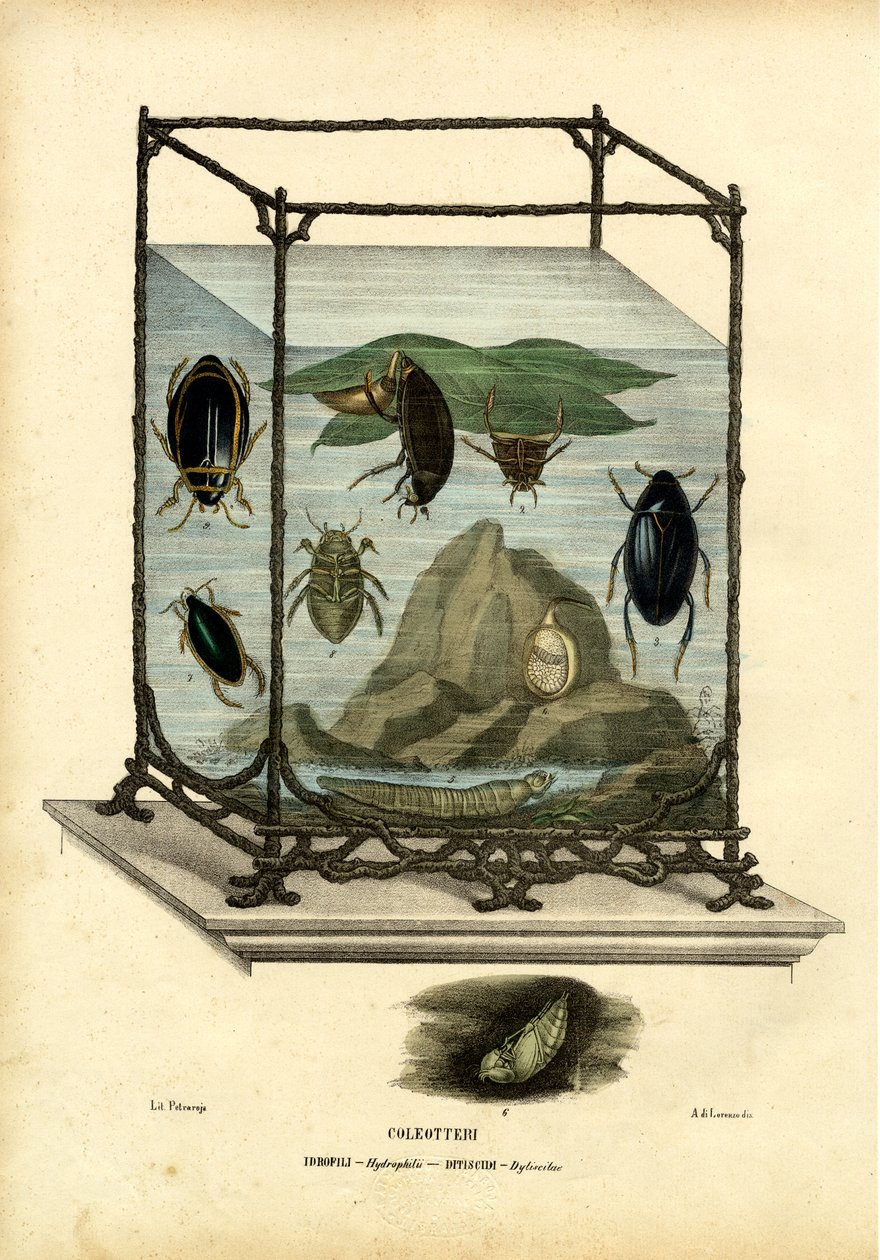 डाइविंग अंडर वॉटर बीटल, 1863-79 द्वारा रायमुंडो पेट्रारोइया