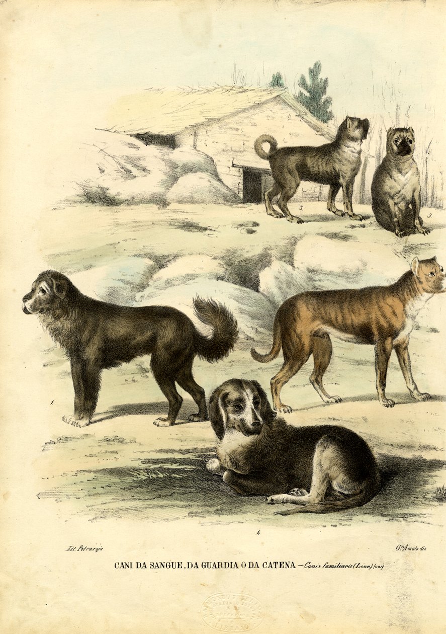कुत्ते, 1863-79 द्वारा रायमुंडो पेट्रारोइया