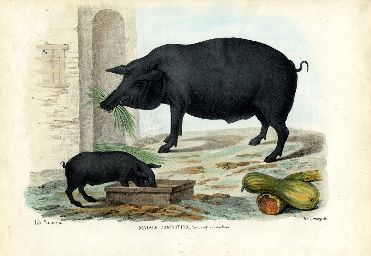 घरेलू सुअर, 1863-79 द्वारा रायमुंडो पेट्रारोइया