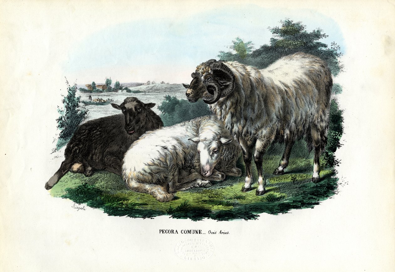 घरेलू भेड़, 1863-79 द्वारा रायमुंडो पेट्रारोइया