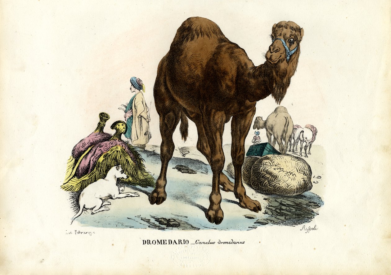 ड्रोमेडरी, 1863-79 द्वारा रायमुंडो पेट्रारोइया