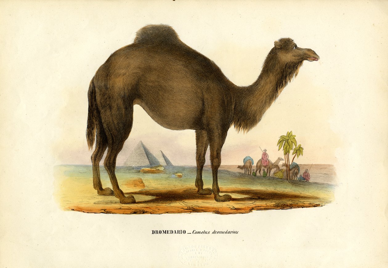 ड्रोमेडरी, 1863-79 द्वारा रायमुंडो पेट्रारोइया