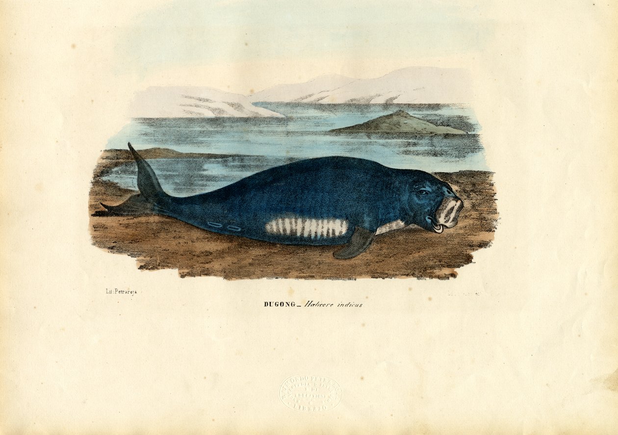 डुगॉन्ग, 1863-79 द्वारा रायमुंडो पेट्रारोइया