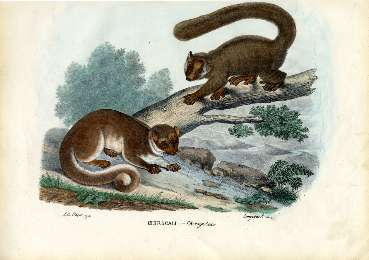 बौना लेमूर, 1863-79 द्वारा रायमुंडो पेट्रारोइया