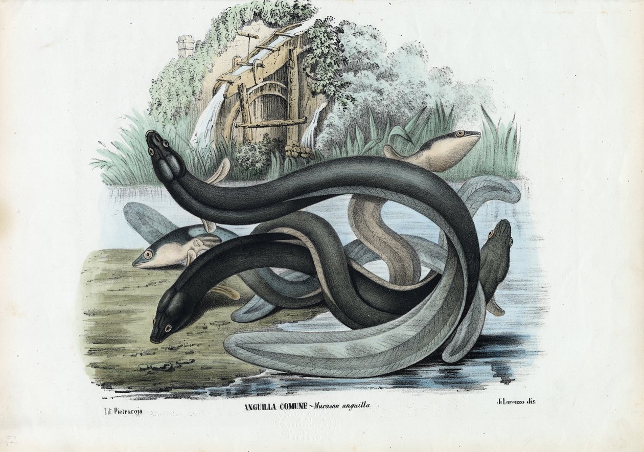 ईल, 1863-79 द्वारा रायमुंडो पेट्रारोइया