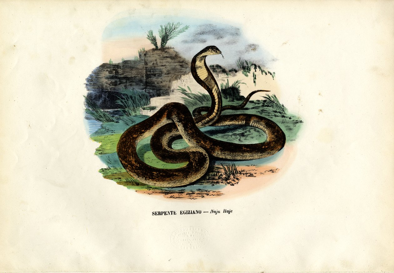 मिस्र कोबरा, 1863-79 द्वारा रायमुंडो पेट्रारोइया