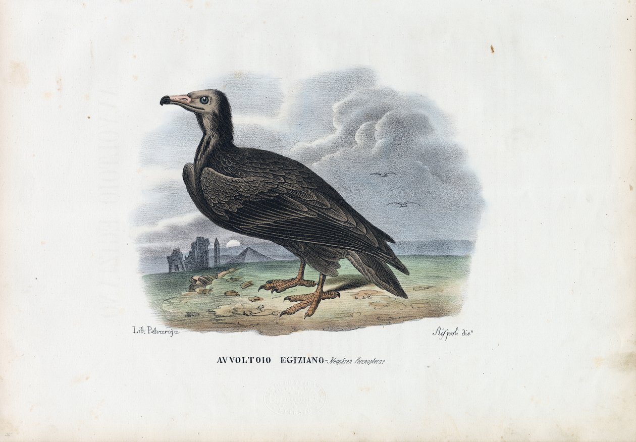 मिस्र का गिद्ध, 1863-79 द्वारा रायमुंडो पेट्रारोइया