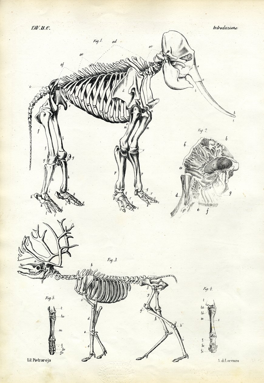 हाथी, 1863-79 द्वारा रायमुंडो पेट्रारोइया