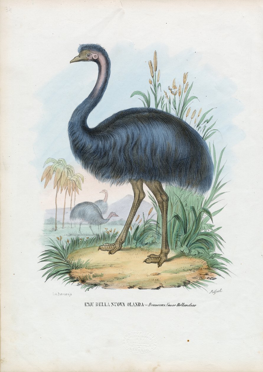 एमु, 1863-79 द्वारा रायमुंडो पेट्रारोइया