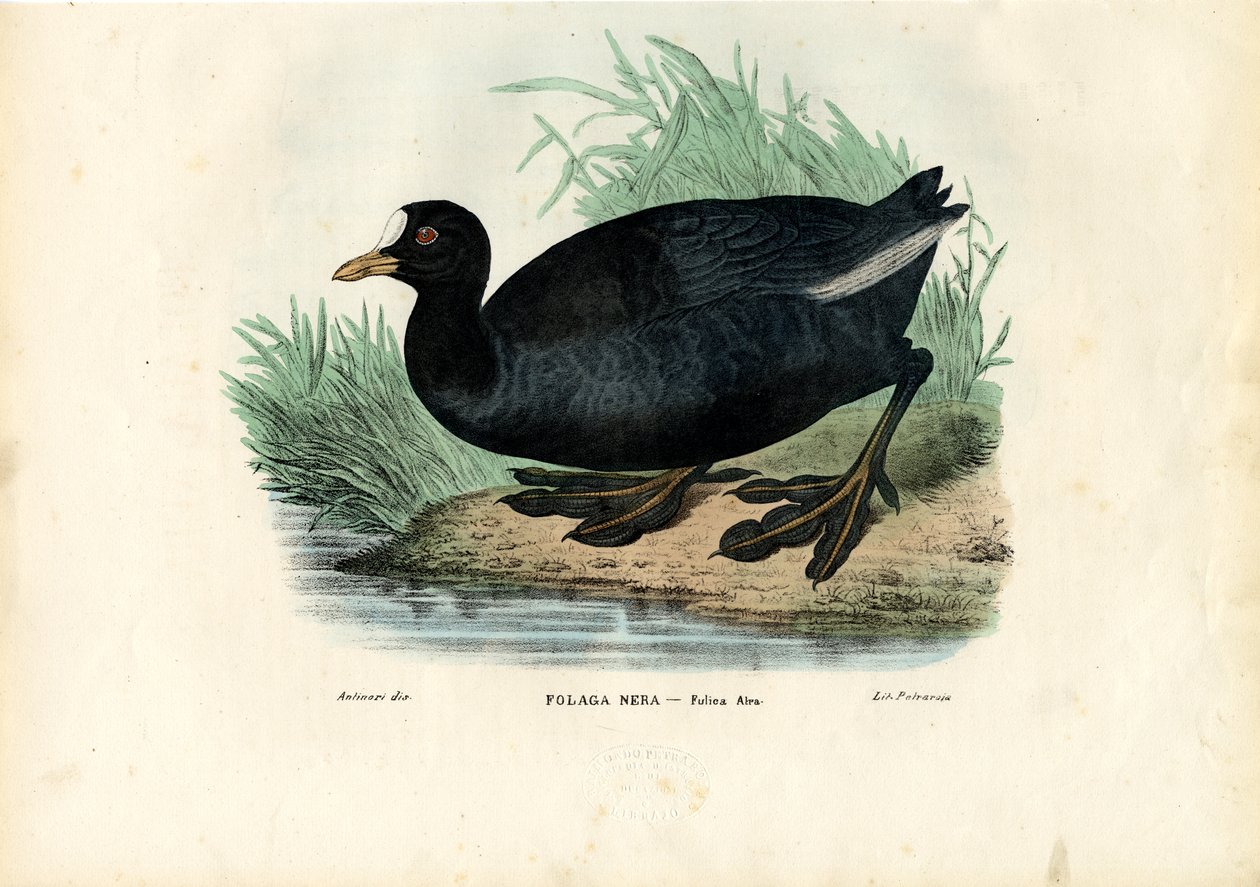 यूरेशियन कोट, 1863-79 द्वारा रायमुंडो पेट्रारोइया