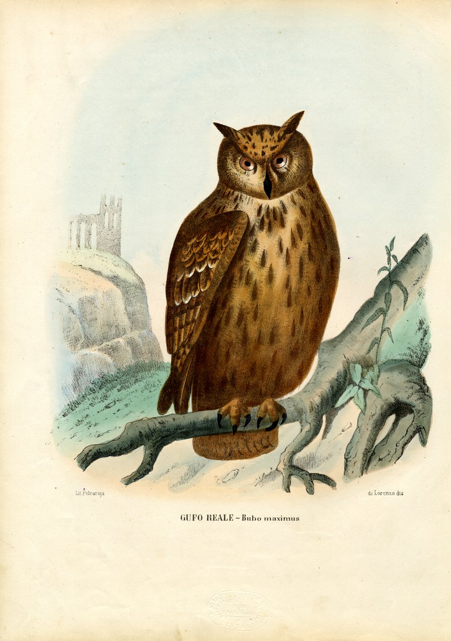 यूरेशियन ईगल उल्लू, 1863-79 द्वारा रायमुंडो पेट्रारोइया