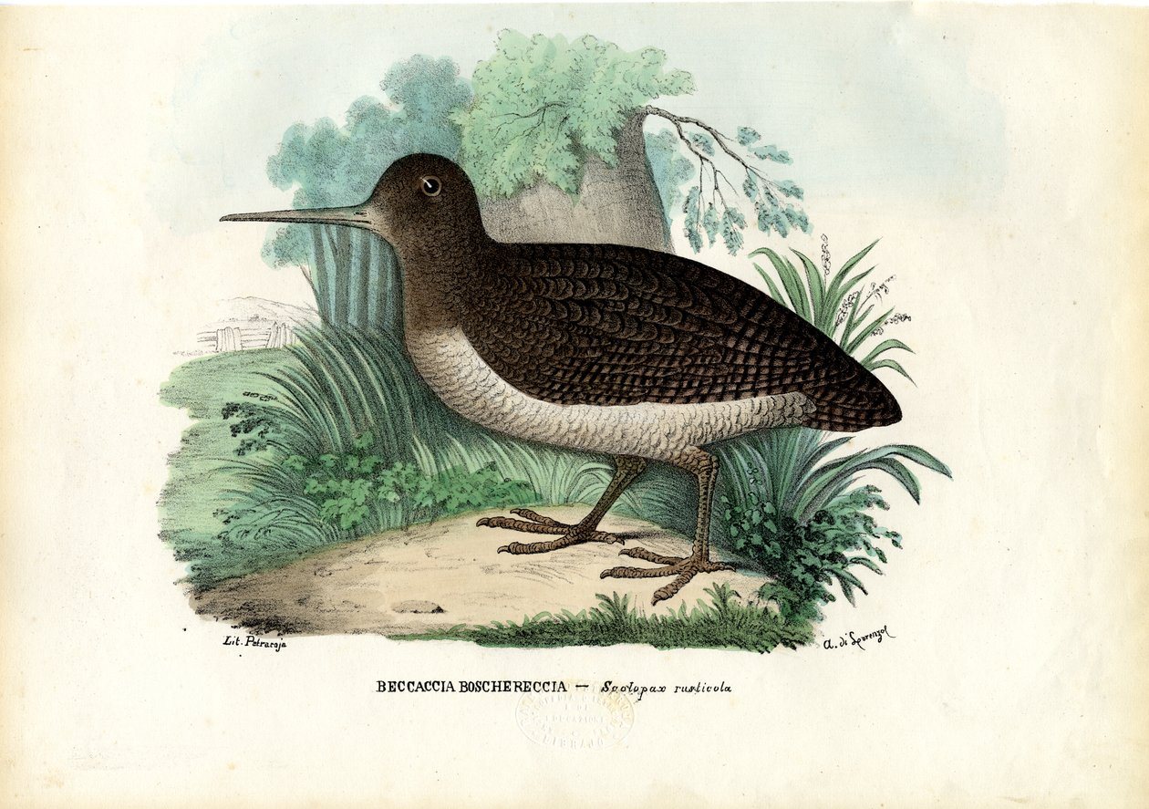 यूरेशियन वुडकॉक, 1863-79 द्वारा रायमुंडो पेट्रारोइया