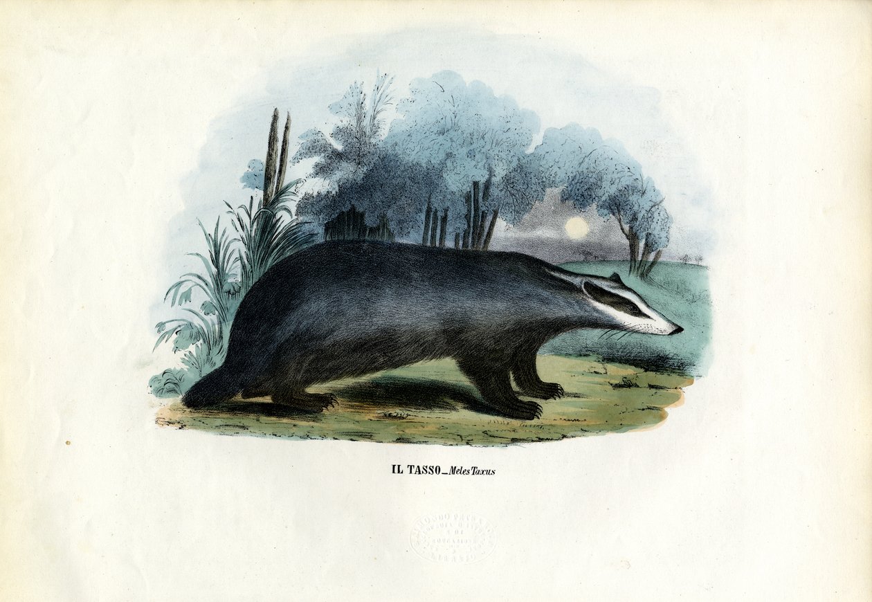 यूरोपीय बेजर, 1863-79 द्वारा रायमुंडो पेट्रारोइया