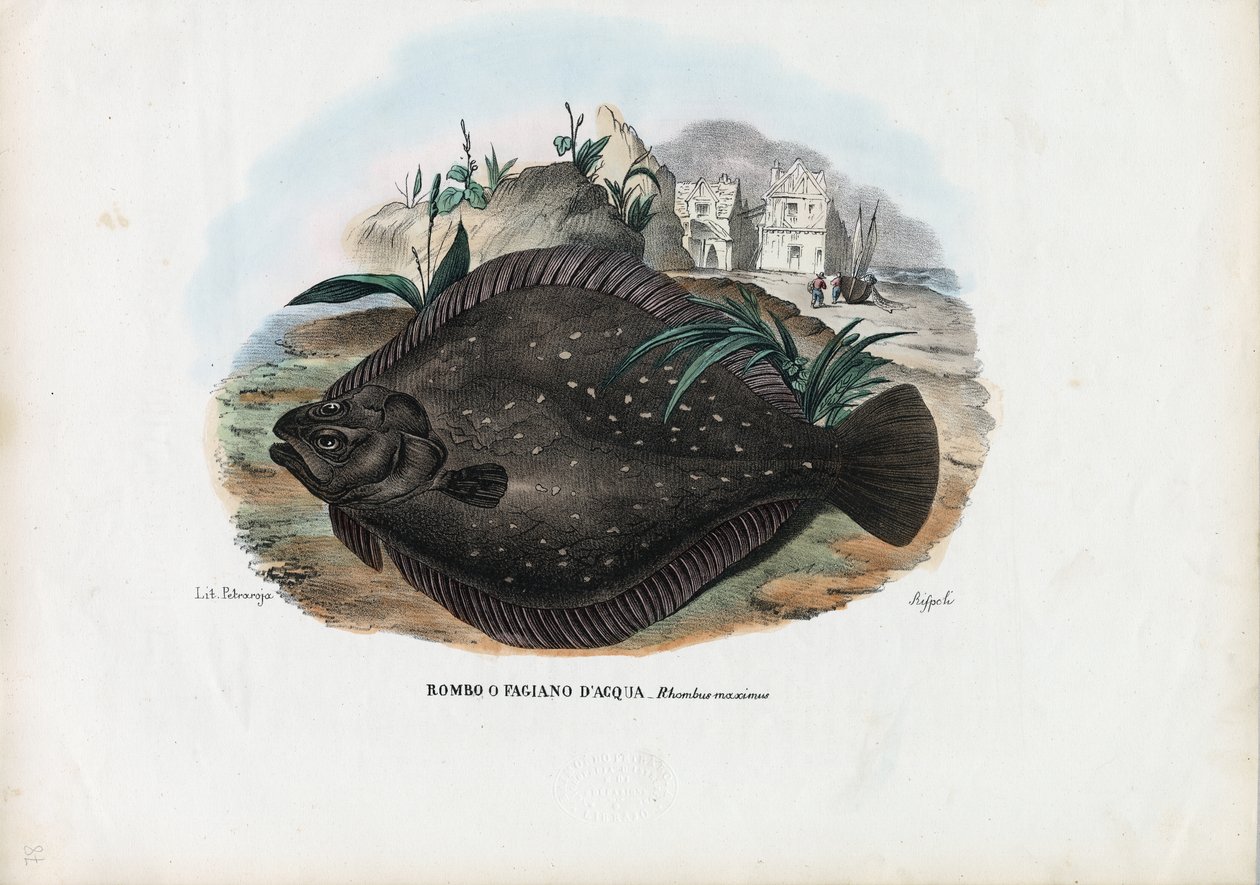 यूरोपीय फ़ाउंडर, 1863-79 द्वारा रायमुंडो पेट्रारोइया