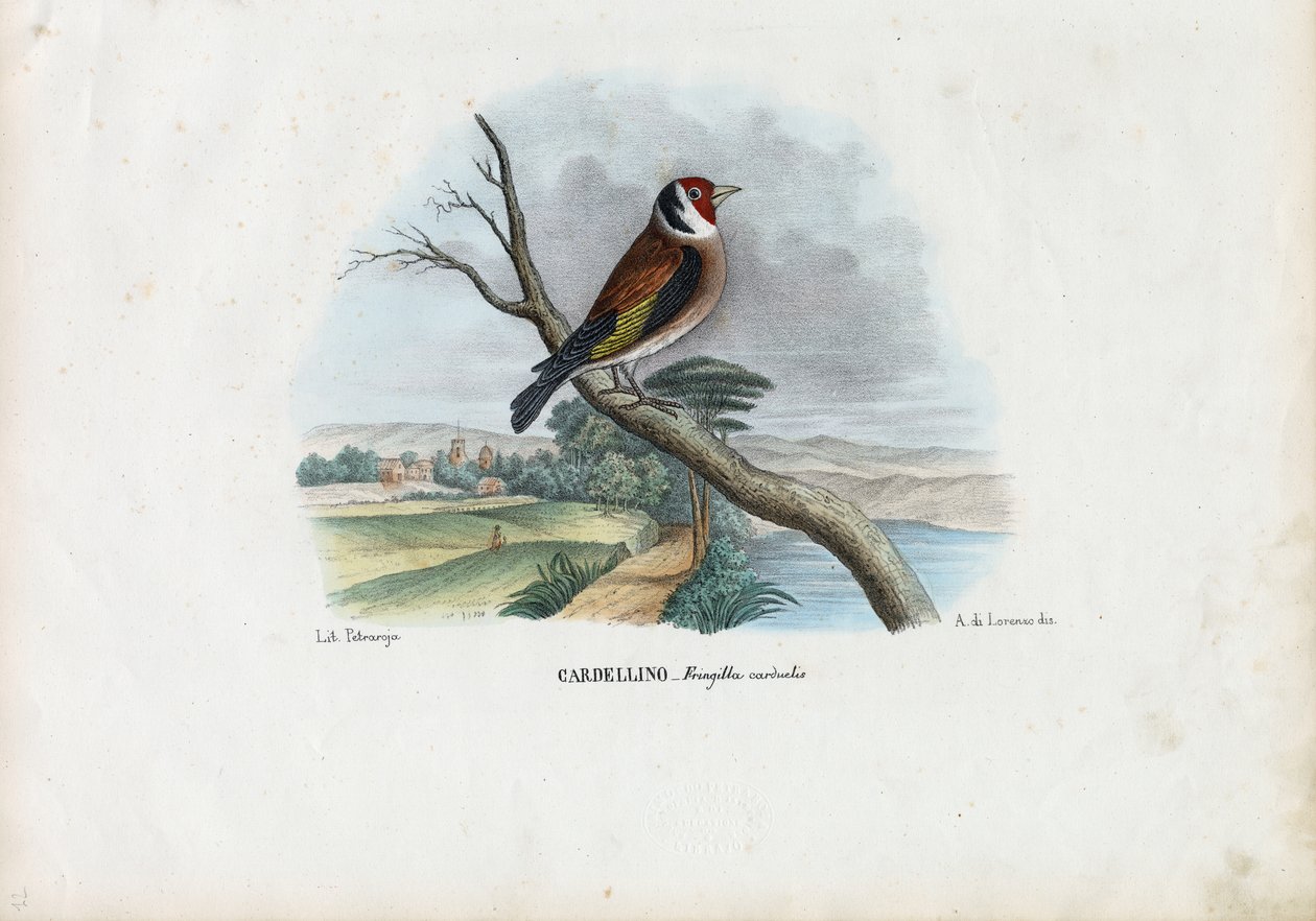 यूरोपीय गोल्डफिंच, 1863-79 द्वारा रायमुंडो पेट्रारोइया