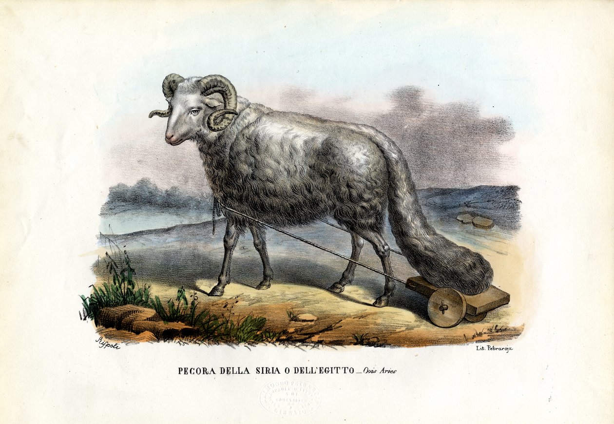 फैट-टेल्ड शीप, 1863-79 द्वारा रायमुंडो पेट्रारोइया