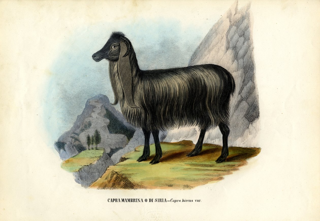 फेरल बकरी, 1863-79 द्वारा रायमुंडो पेट्रारोइया