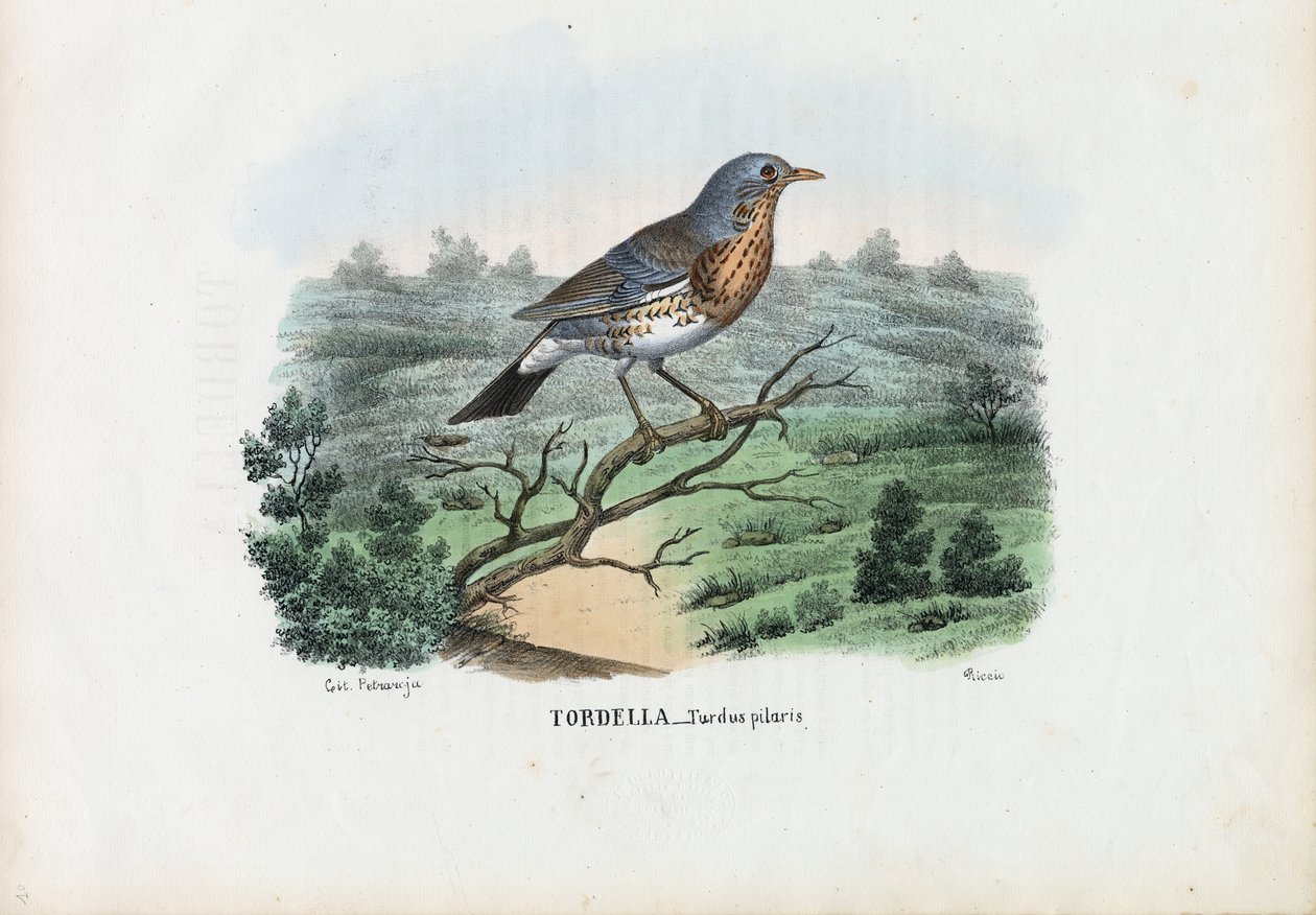 फील्डफेयर, 1863-79 द्वारा रायमुंडो पेट्रारोइया