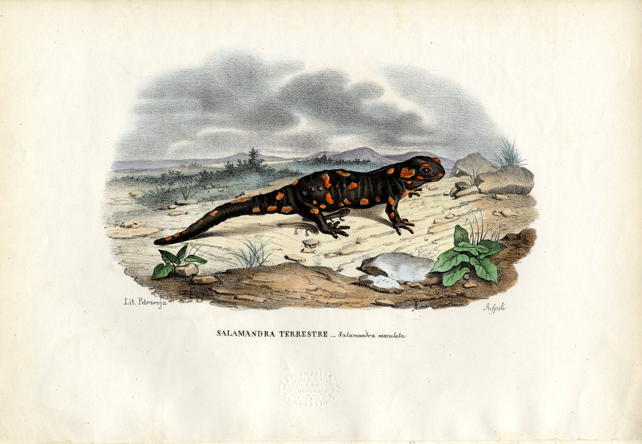 आग समन्दर, 1863-79 द्वारा रायमुंडो पेट्रारोइया