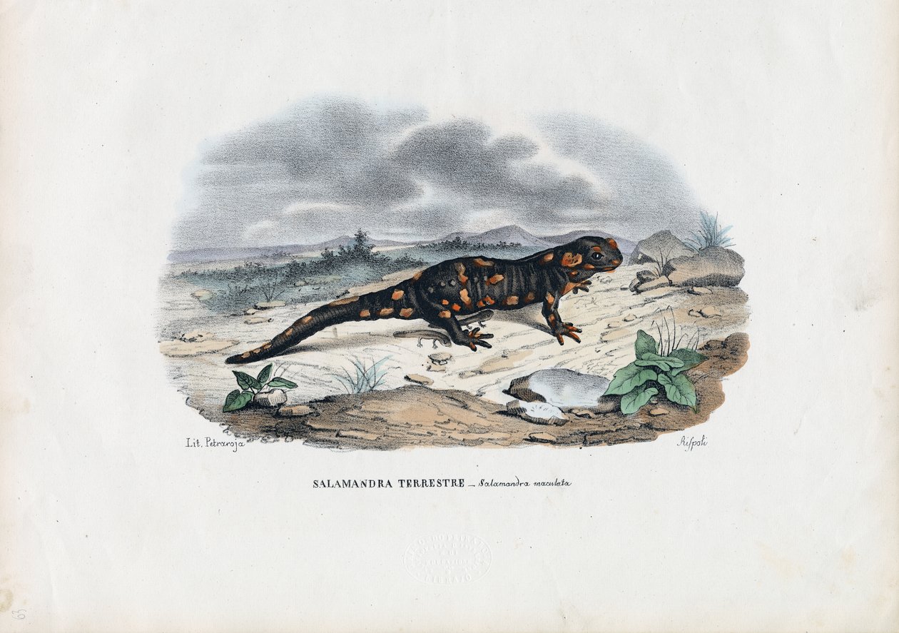 आग समन्दर, 1863-79 द्वारा रायमुंडो पेट्रारोइया