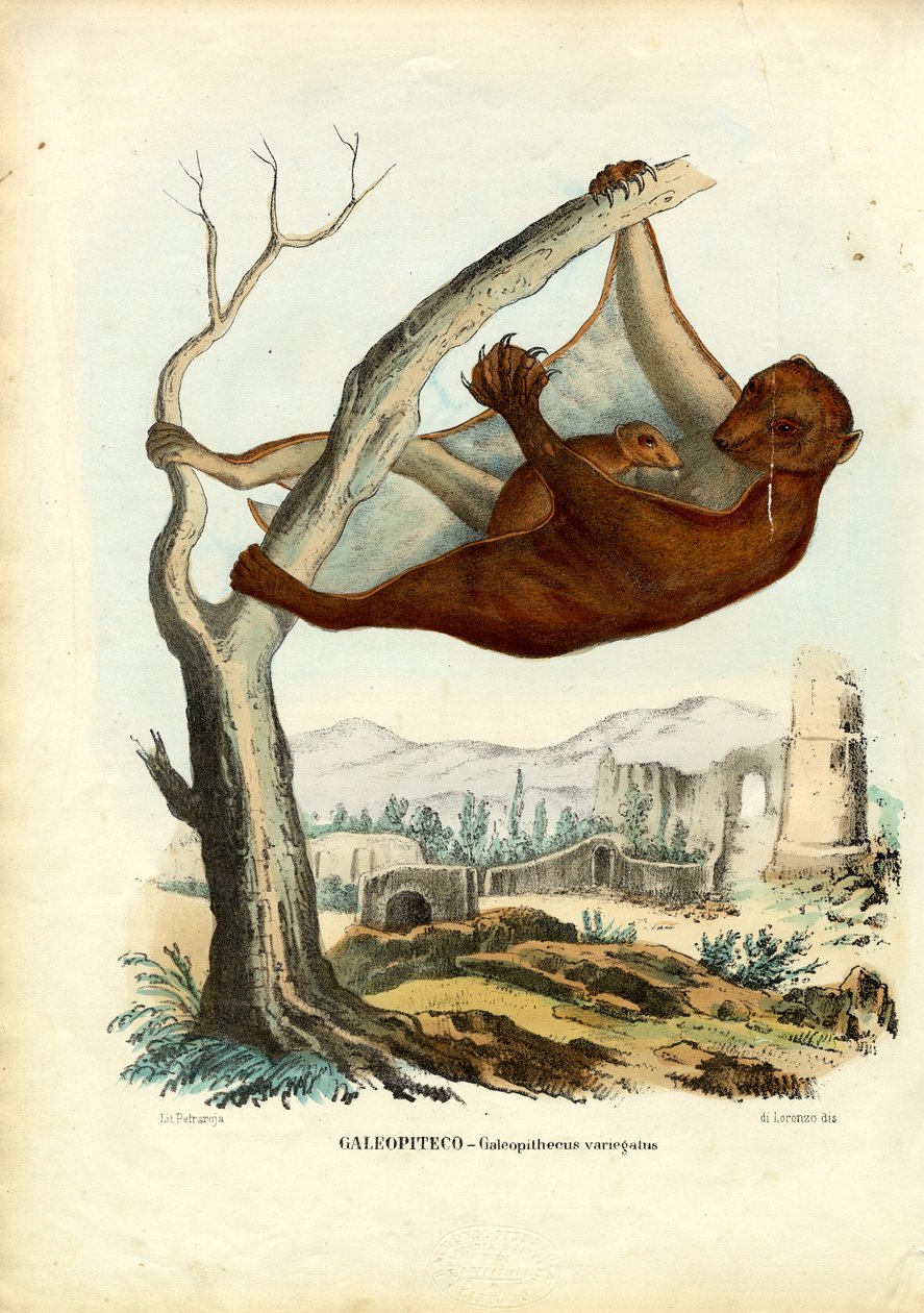 फ्लाइंग लेमूर, 1863-79 द्वारा रायमुंडो पेट्रारोइया