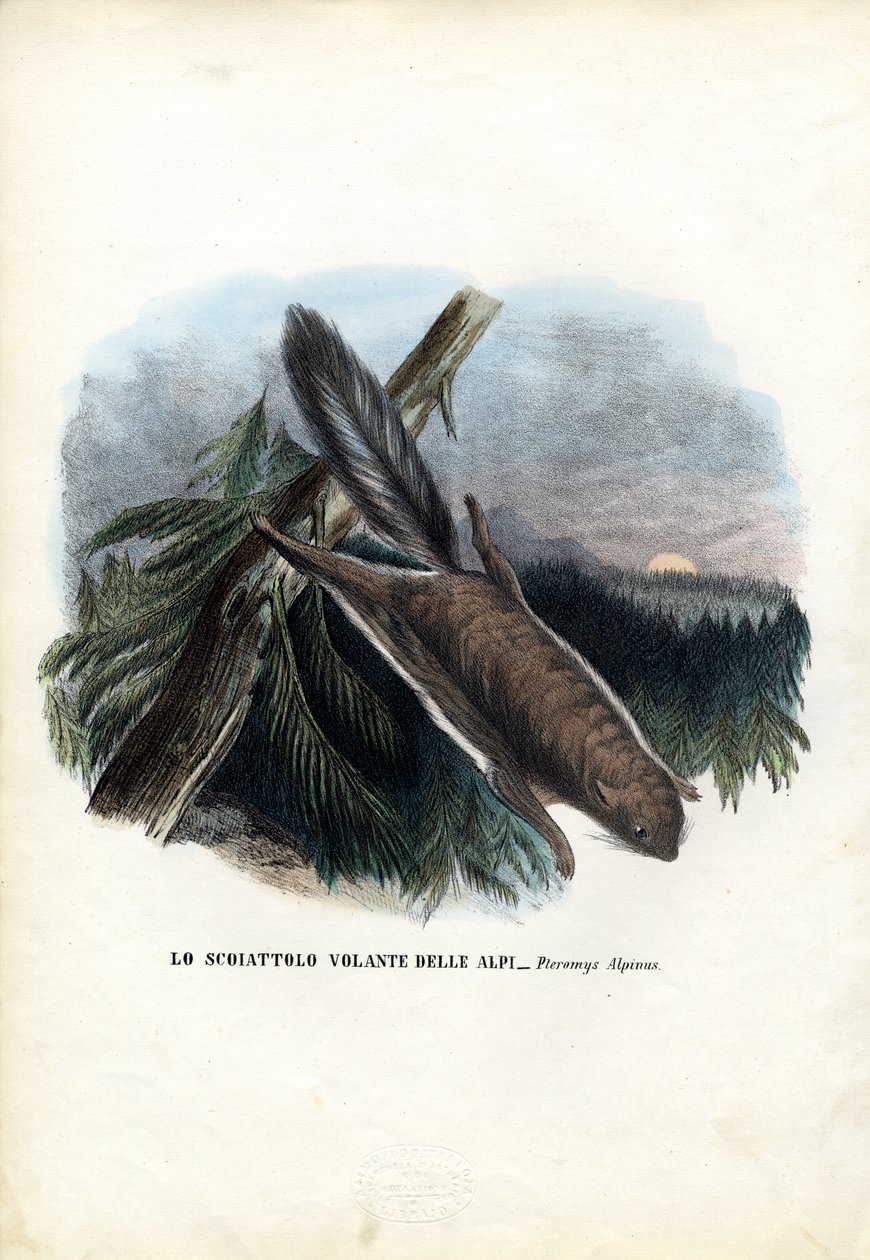 फ्लाइंग गिलहरी, 1863-79 द्वारा रायमुंडो पेट्रारोइया