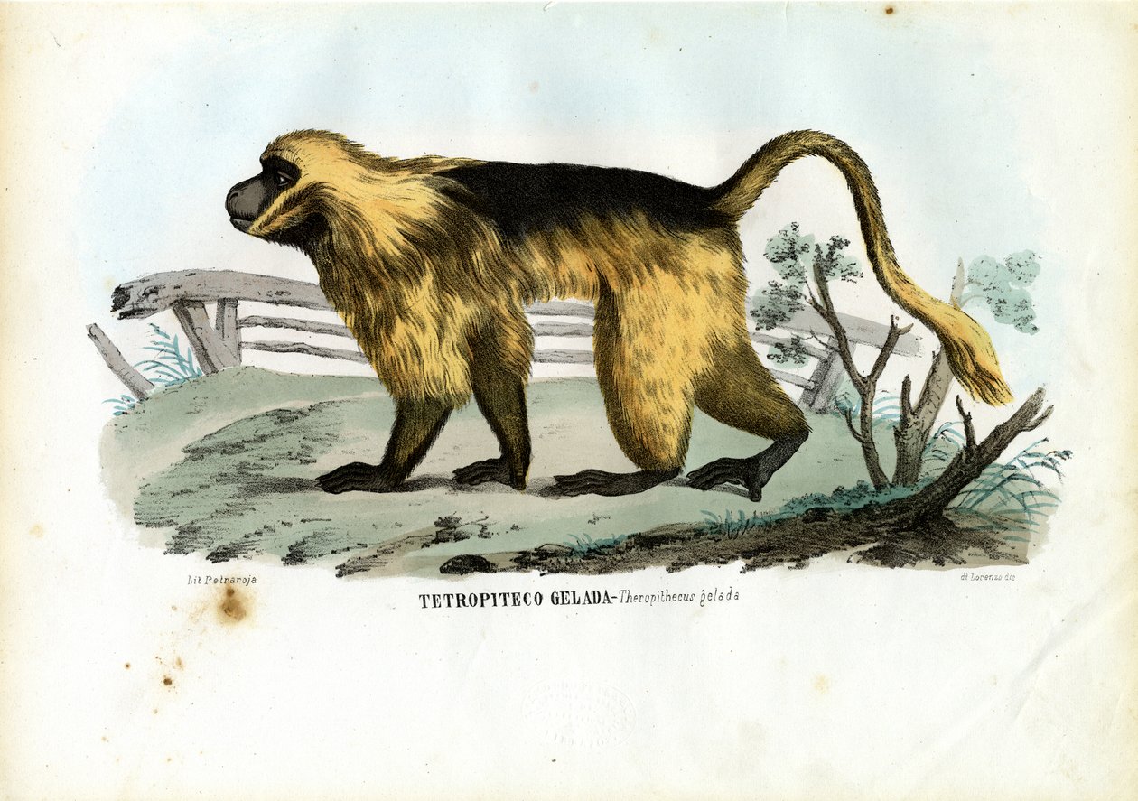 गलाडा बबून, 1863-79 द्वारा रायमुंडो पेट्रारोइया