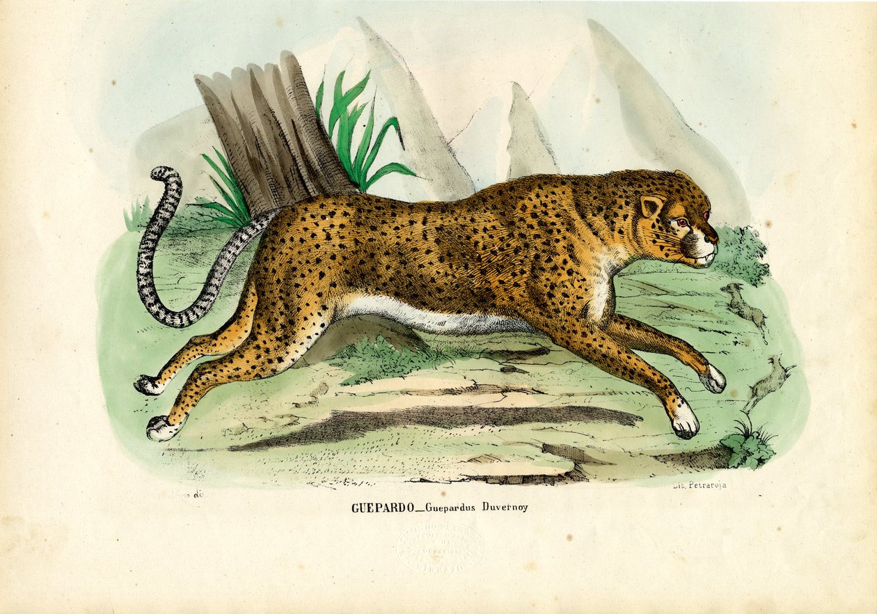 गेपार्ड, 1863-79 द्वारा रायमुंडो पेट्रारोइया