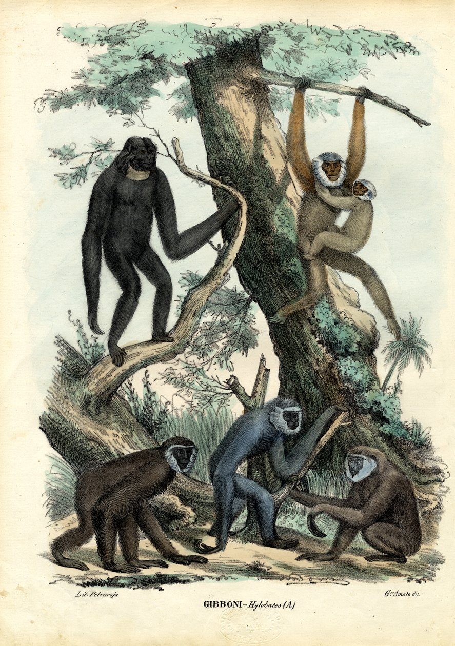 गिबन्स, 1863-79 द्वारा रायमुंडो पेट्रारोइया