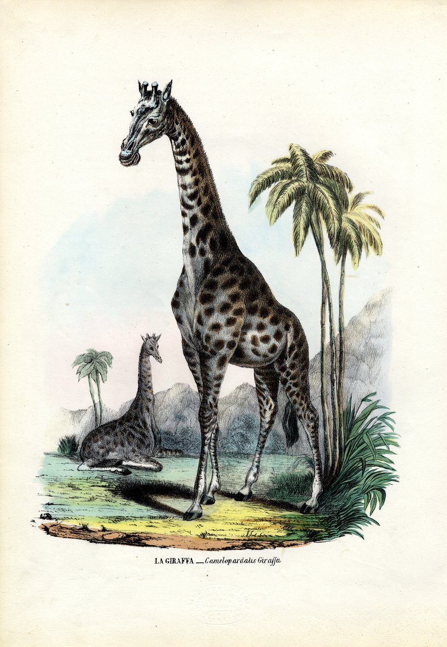 जिराफ़, 1863-79 द्वारा रायमुंडो पेट्रारोइया