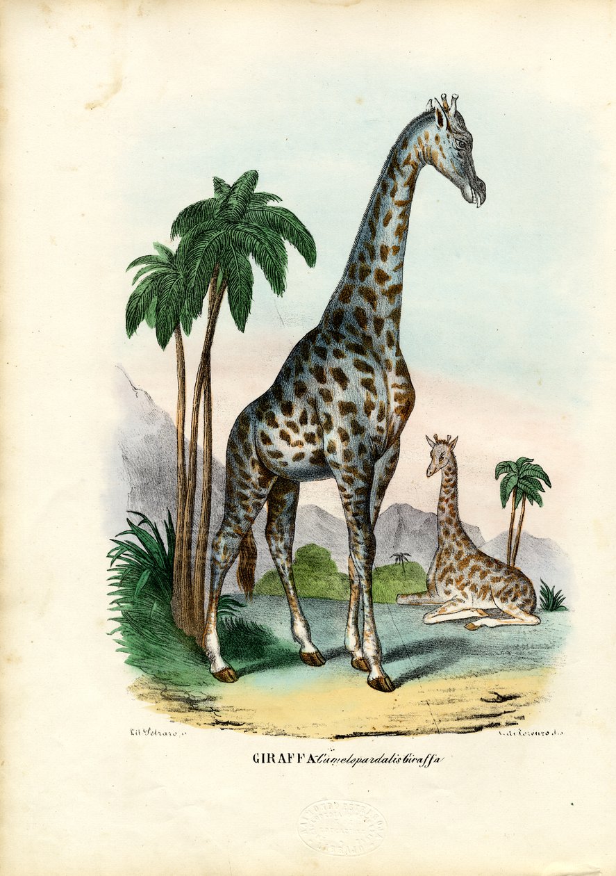 जिराफ़, 1863-79 द्वारा रायमुंडो पेट्रारोइया