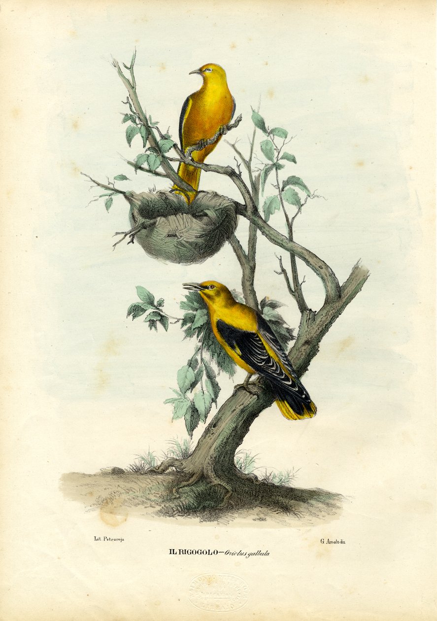 गोल्डन ओरोल, 1863-79 द्वारा रायमुंडो पेट्रारोइया
