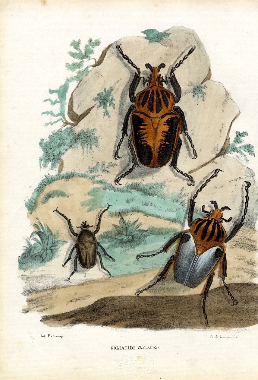 गोलियत बीटल, 1863-79 द्वारा रायमुंडो पेट्रारोइया