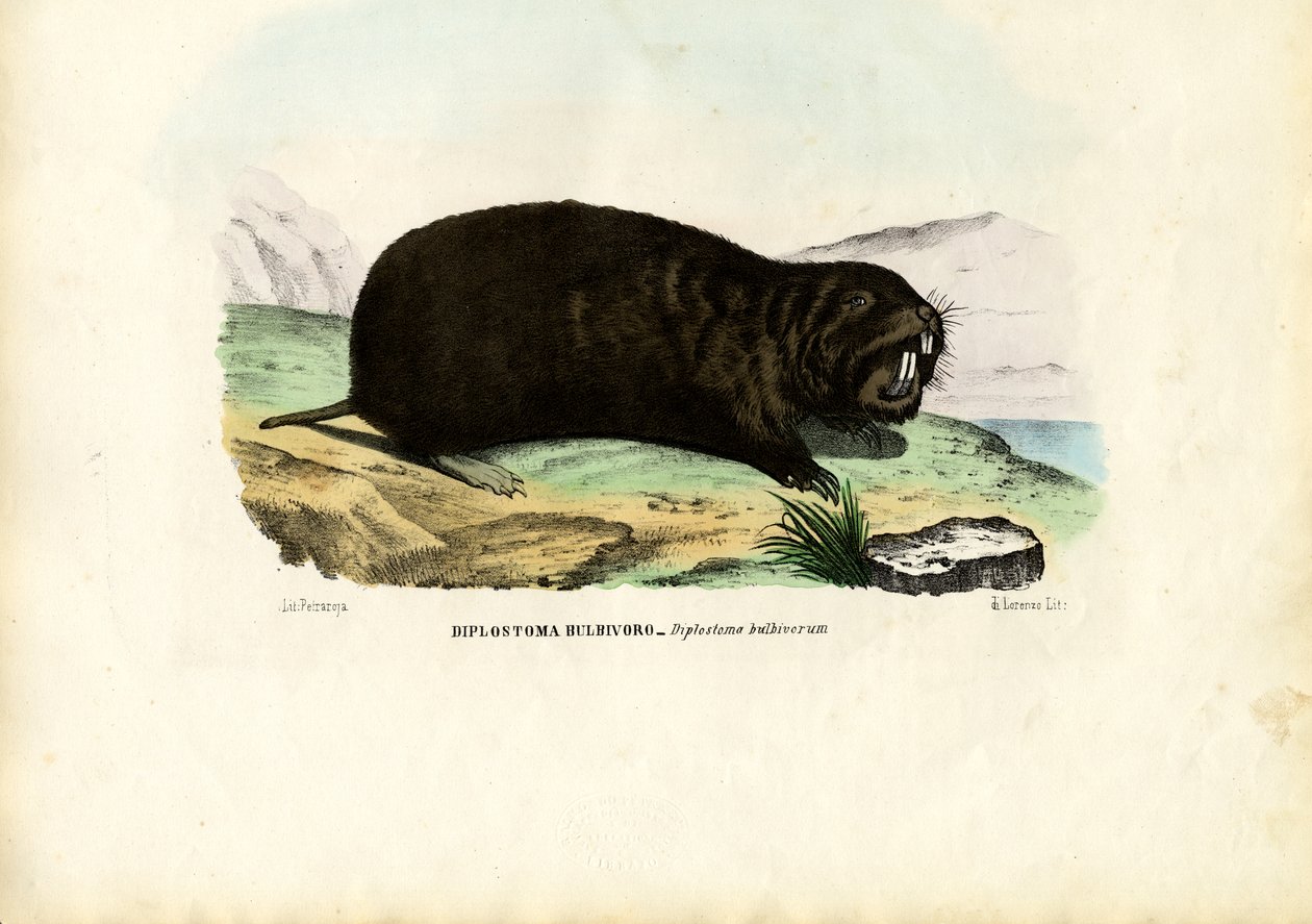 गोफर, 1863-79 द्वारा रायमुंडो पेट्रारोइया