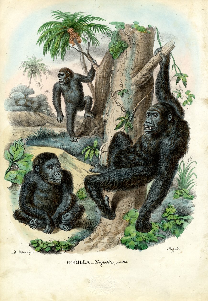 गोरिल्ला, 1863-79 द्वारा रायमुंडो पेट्रारोइया