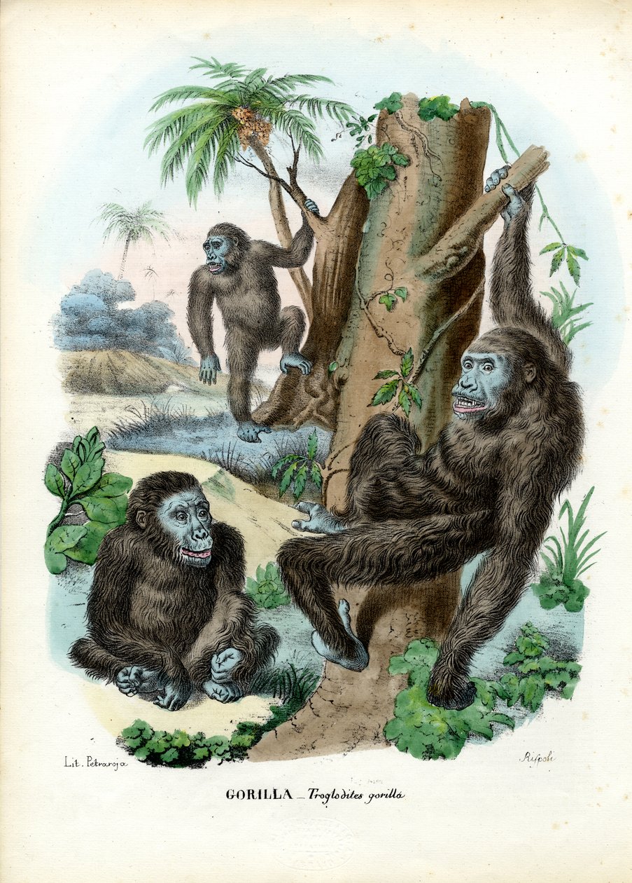 गोरिल्ला, 1863-79 द्वारा रायमुंडो पेट्रारोइया