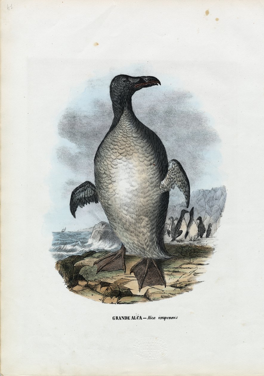 ग्रेट औक, 1863-79 द्वारा रायमुंडो पेट्रारोइया