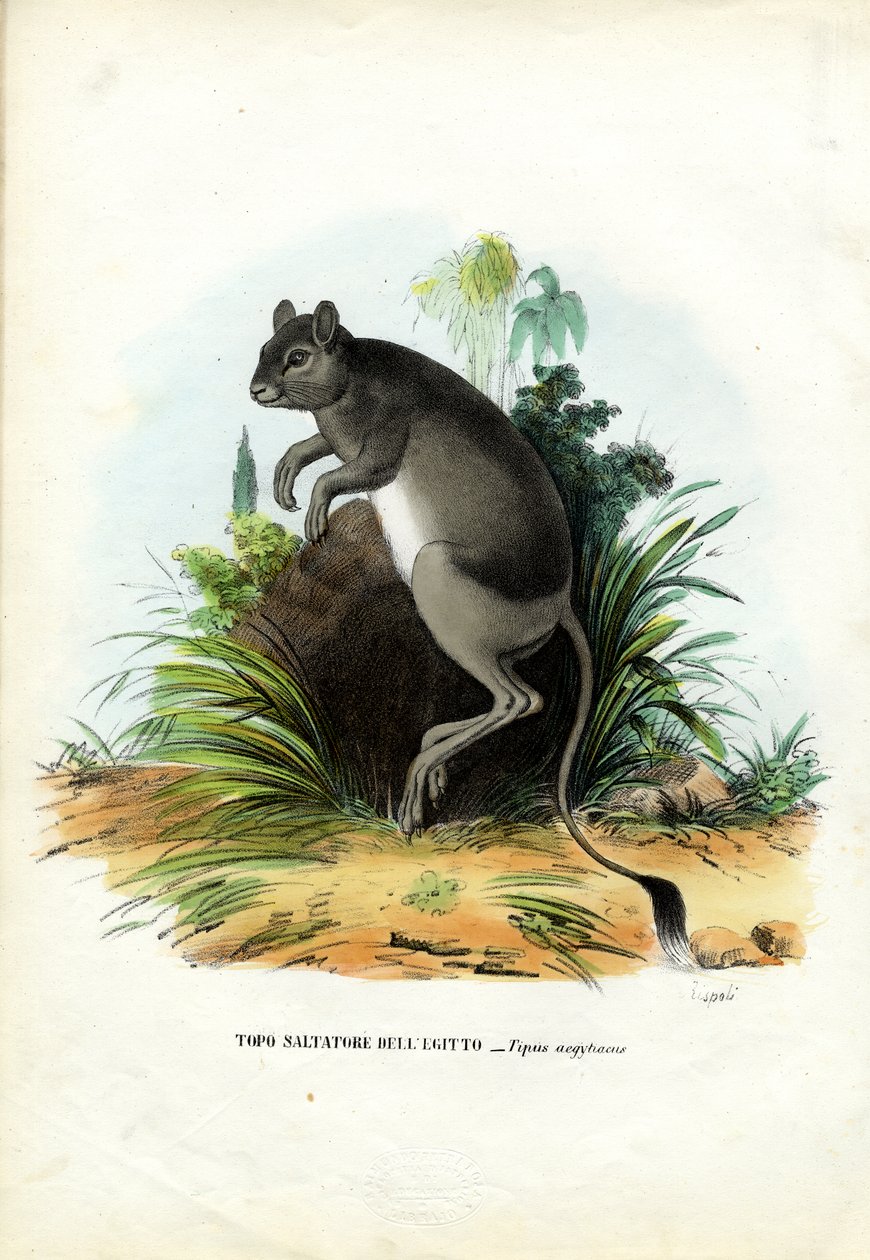 ग्रेटर मिस्र जेरोबा, 1863-79 द्वारा रायमुंडो पेट्रारोइया