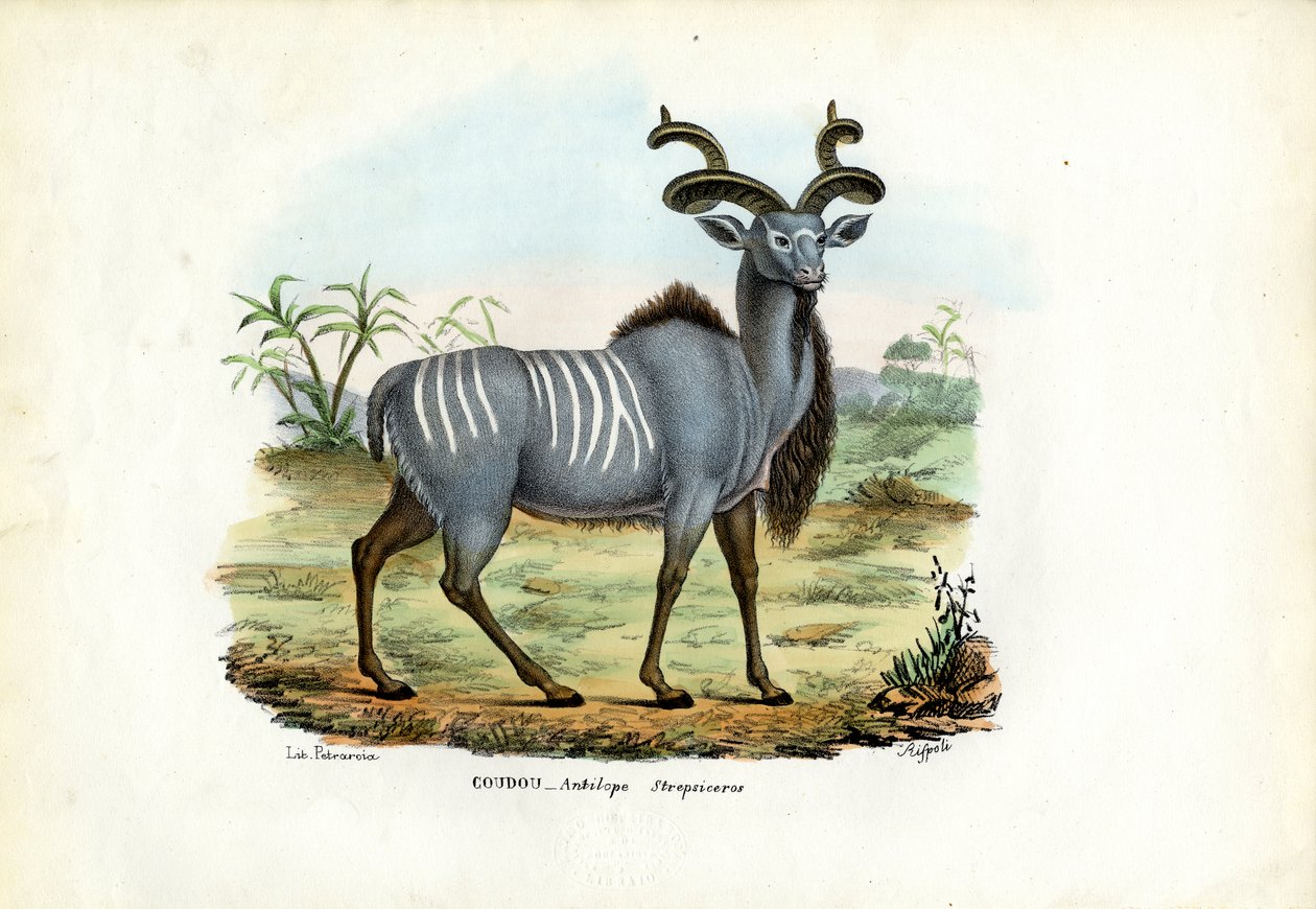 ग्रेटर कुडू, 1863-79 द्वारा रायमुंडो पेट्रारोइया
