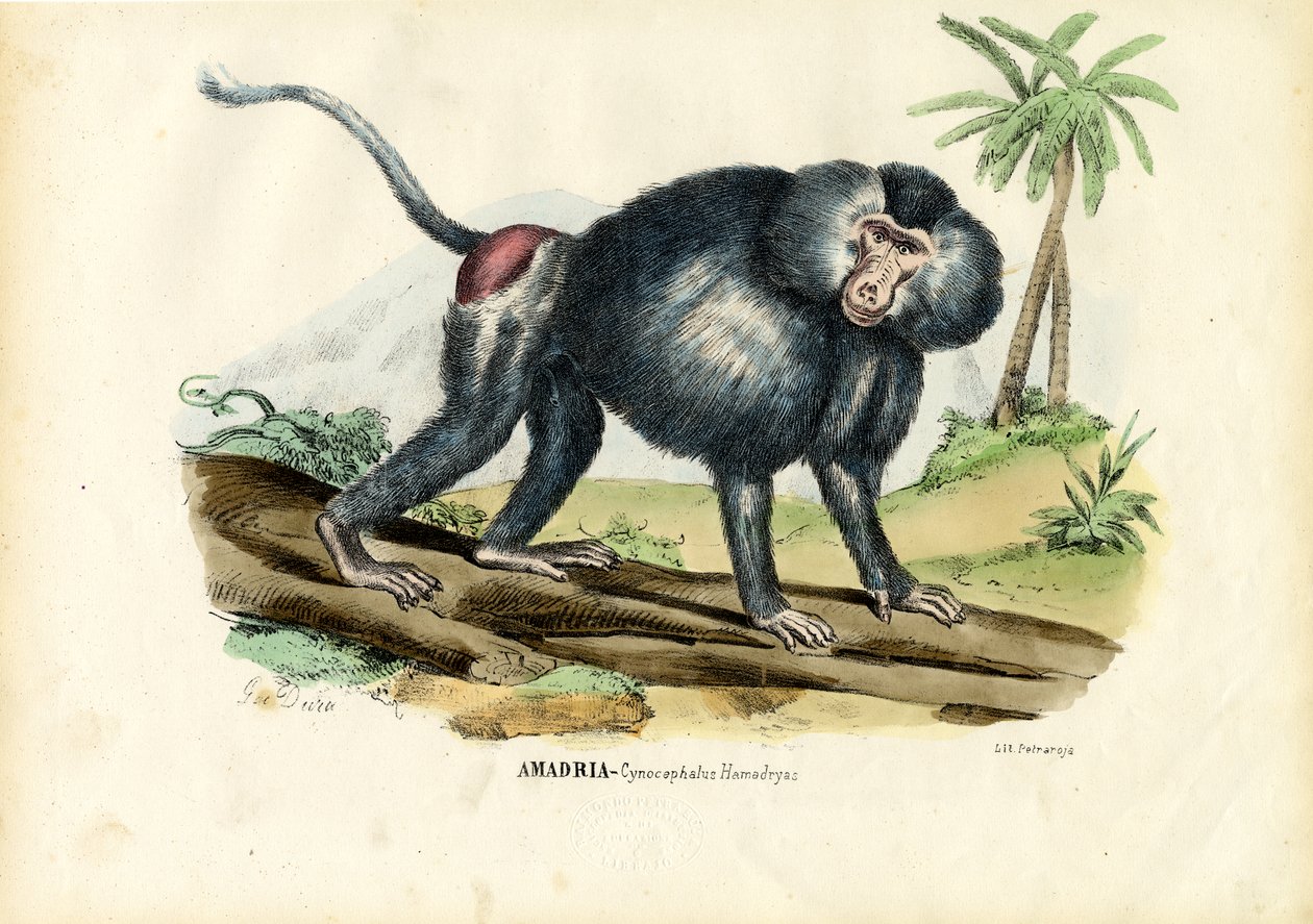 ग्रे बबून, 1863-79 द्वारा रायमुंडो पेट्रारोइया
