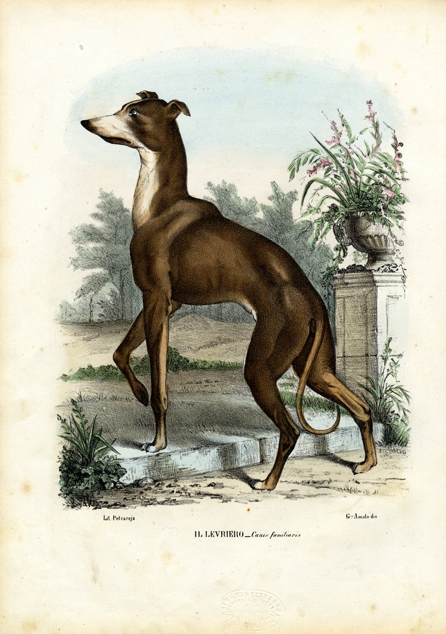 ग्रेहाउंड, 1863-79 द्वारा रायमुंडो पेट्रारोइया